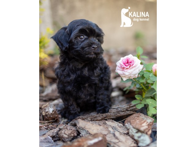 Kalina Inkin| Female