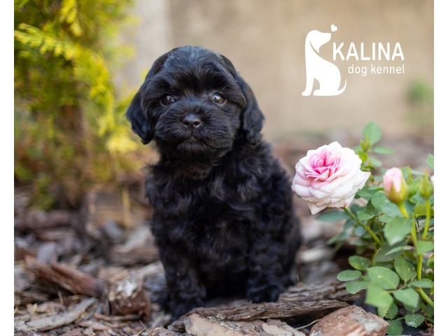 Kalina Inkin| Female