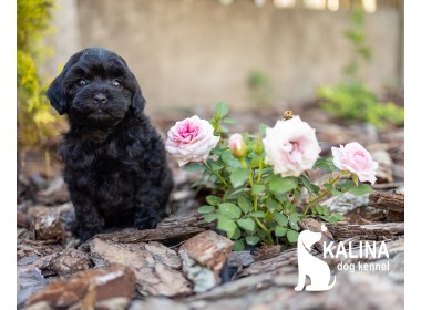 Kalina Inkin| Female
