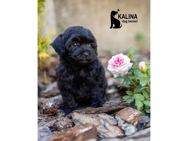 Kalina Inkin| Female