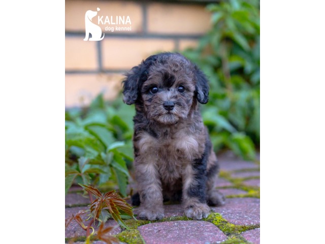 Kalina Inessa| Female