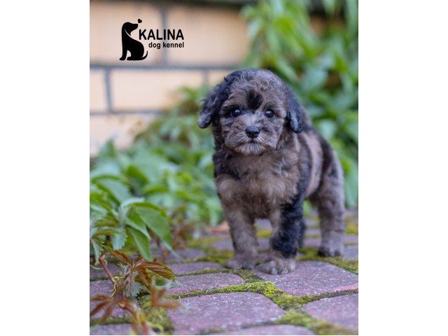 Kalina Inessa| Female