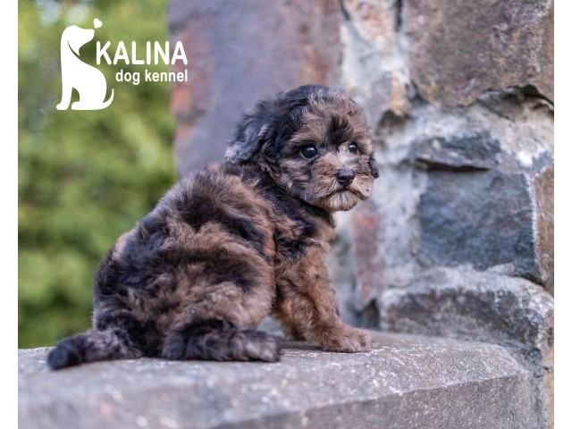 Kalina Inessa| Female