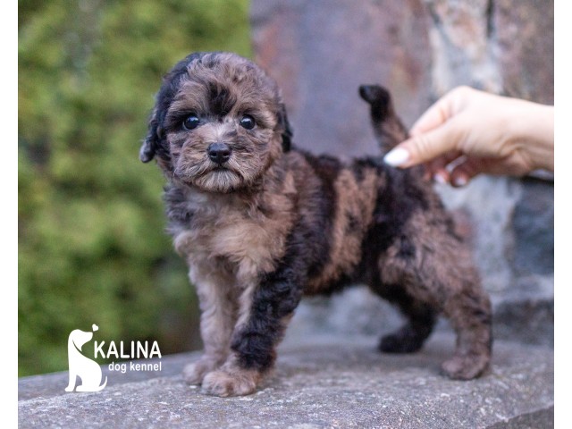 Kalina Inessa| Female