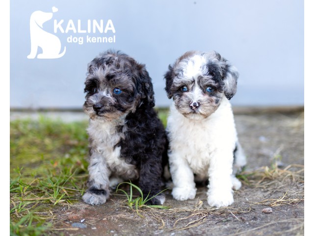 Kalina Laura| Female