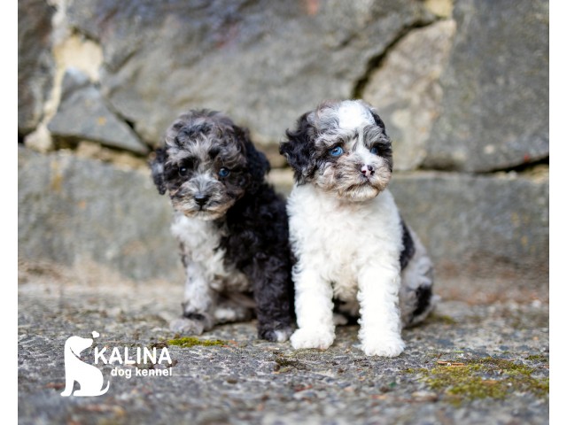 Kalina Laura| Female
