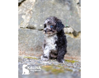 Kalina Laura| Female