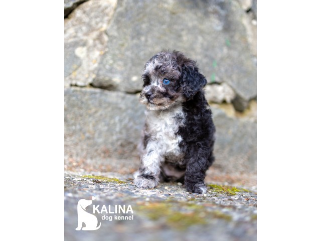 Kalina Laura| Female