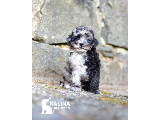Kalina Laura| Female