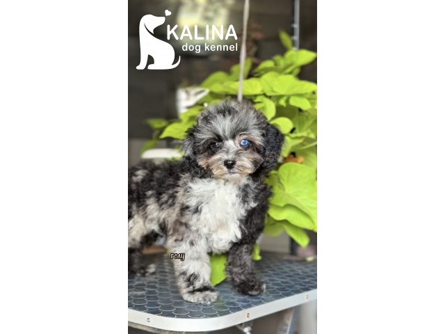 Kalina Laura| Female