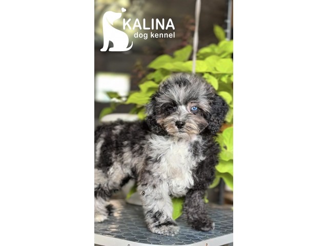 Kalina Laura| Female
