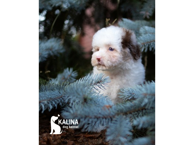 Kalina Leonora| Female |Reserved