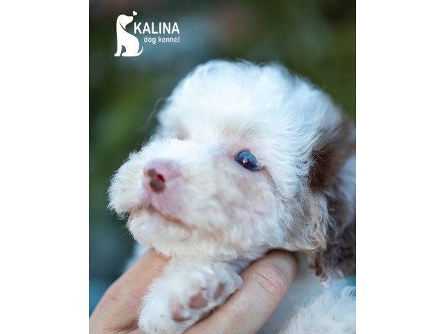Kalina Leonora| Female |Reserved