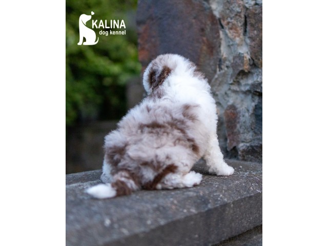 Kalina Leonora| Female |Reserved