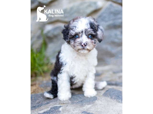 Kalina Lilichka| Female |Reserved