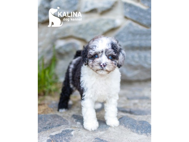 Kalina Lilichka| Female |Reserved