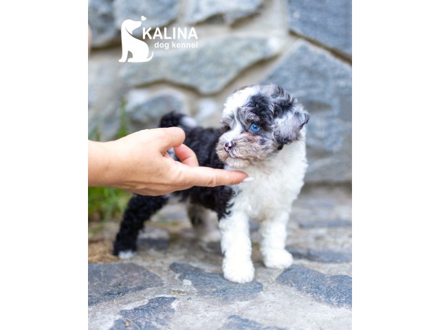 Kalina Lilichka| Female |Reserved