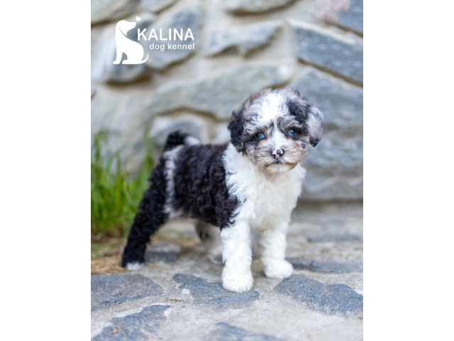 Kalina Lilichka| Female |Reserved