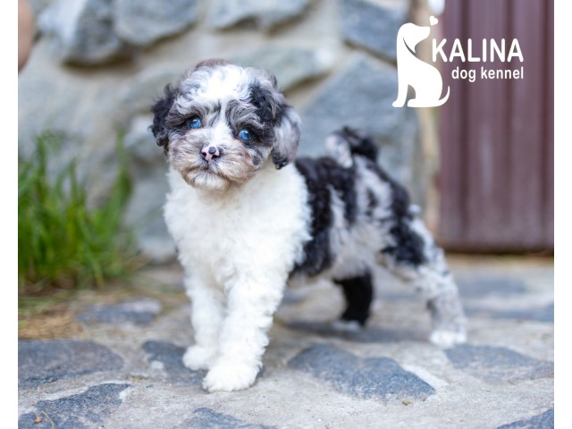 Kalina Lilichka| Female |Reserved