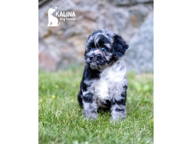 Kalina Lucius| Male | Reserved