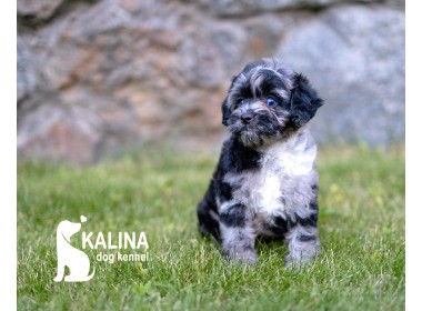 Kalina Lucius| Male | Reserved
