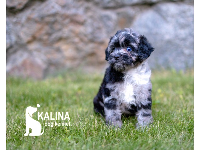 Kalina Lucius| Male | Reserved