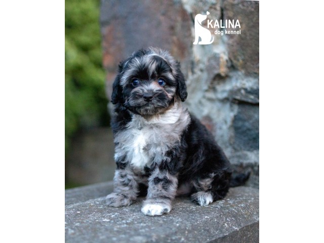 Kalina Lucius| Male | Reserved