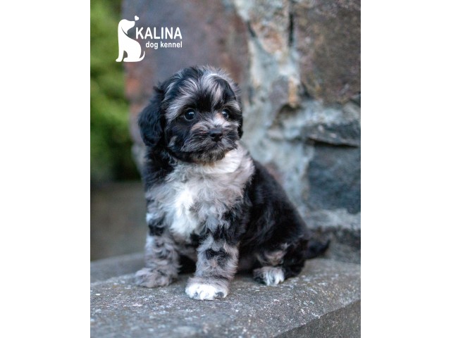 Kalina Lucius| Male | Reserved