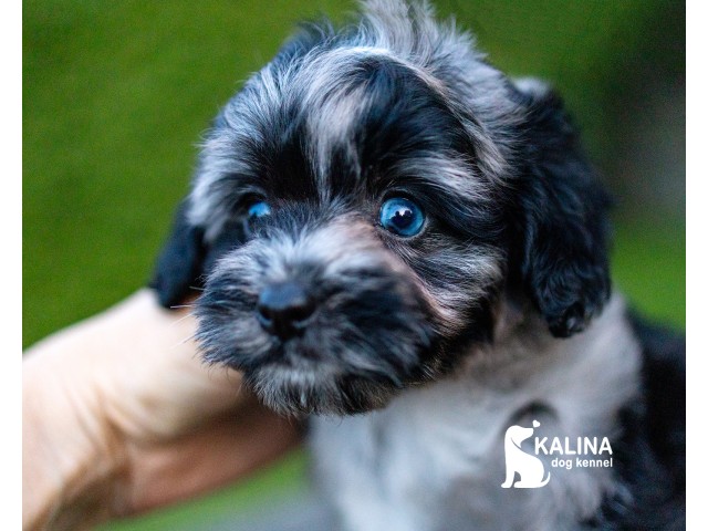 Kalina Lucius| Male | Reserved