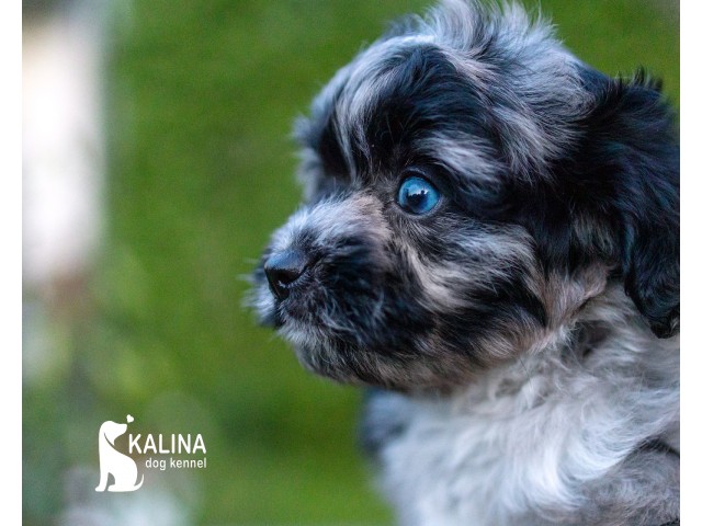 Kalina Lucius| Male | Reserved