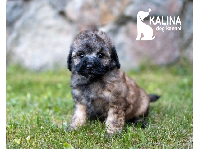 Kalina Mandarinka| Female