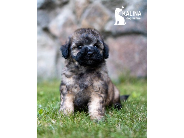 Kalina Mandarinka| Female