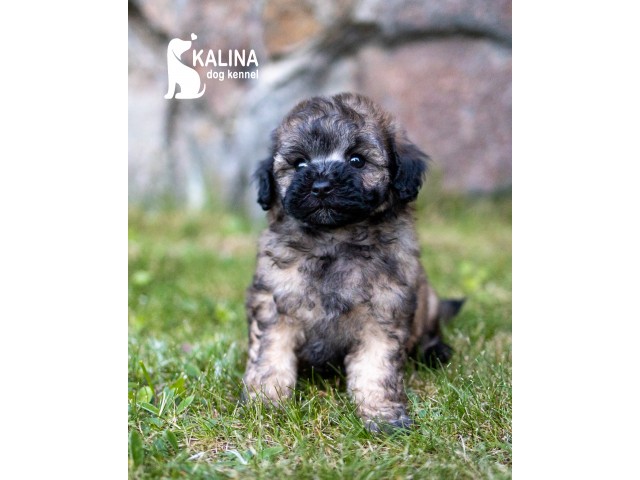 Kalina Mandarinka| Female