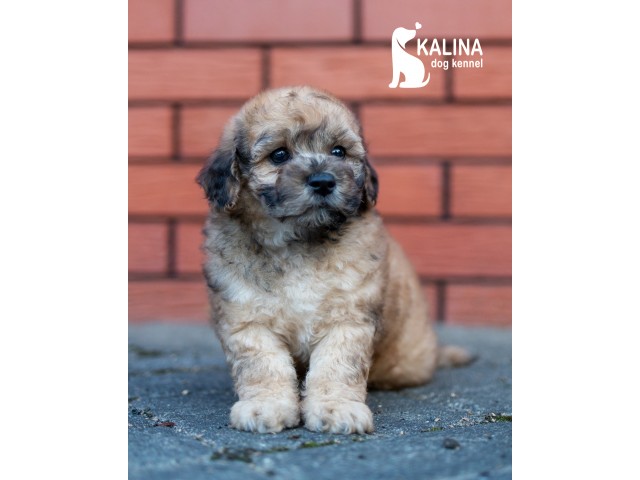 Kalina Mishutka| Male