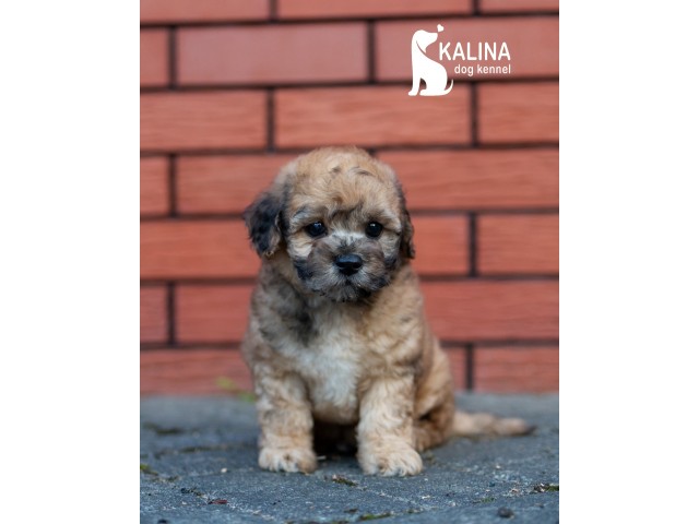 Kalina Mishutka| Male