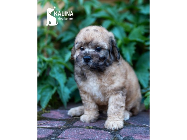 Kalina Mishutka| Male