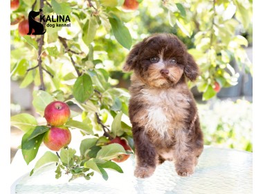 Kalina Nancy| Female