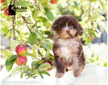 Kalina Nancy| Female