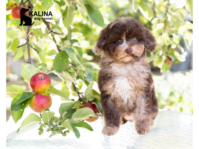 Kalina Nancy| Female