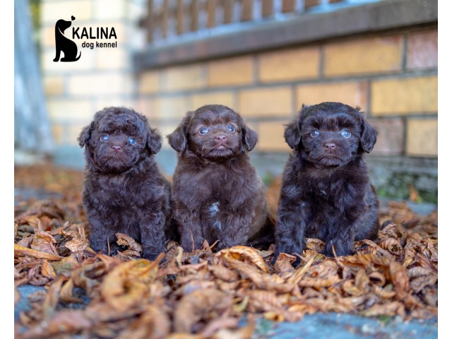 Kalina Nino| Female | Reserved