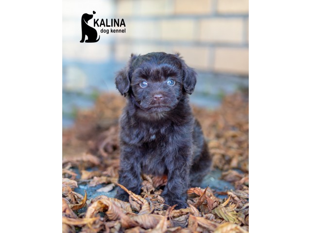 Kalina Nino| Female | Reserved
