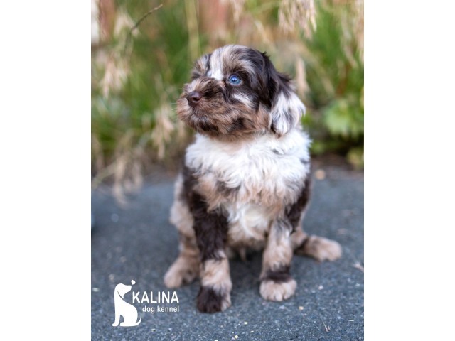 Kalina Natella| Female | Reserved