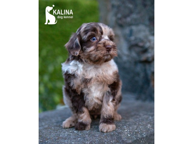 Kalina Natella| Female | Reserved