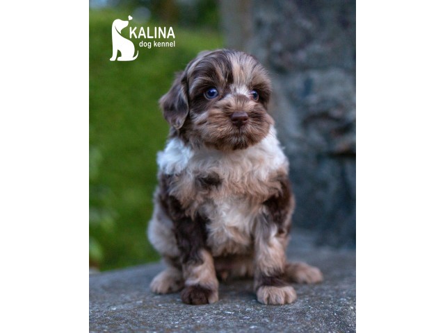 Kalina Natella| Female | Reserved