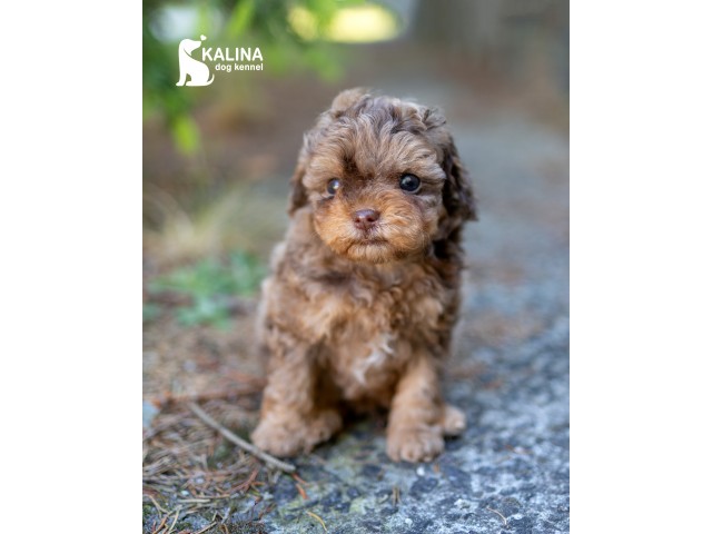 Kalina Olenenok| Male 