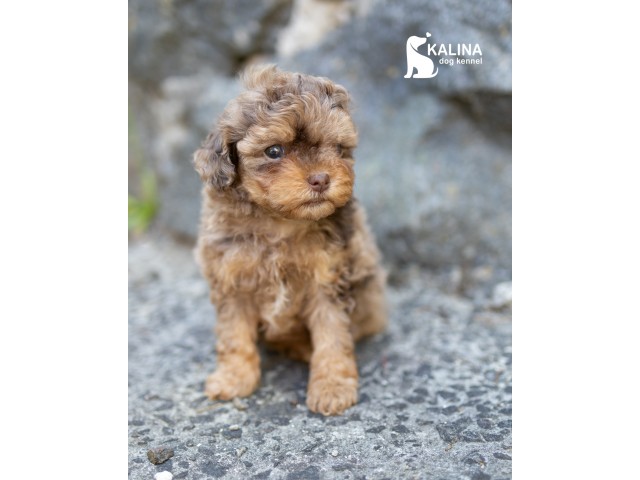 Kalina Olenenok| Male 