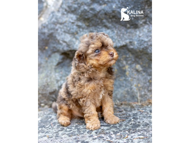 Kalina Olenenok| Male 