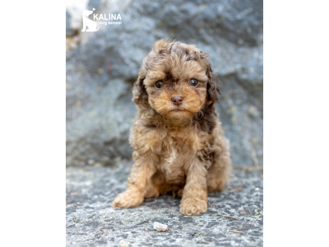 Kalina Olenenok| Male 
