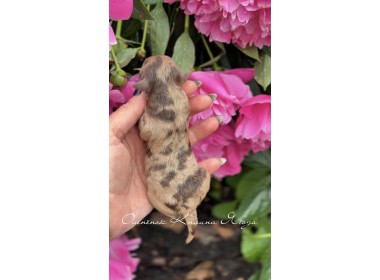 Kalina Olenenok| Male 