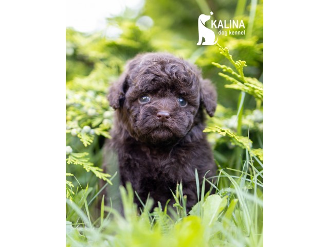 Kalina Olympia| Female 